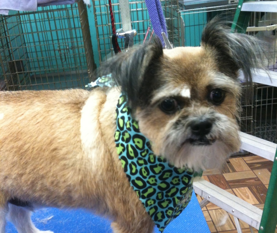 scissors and suds gallery Scissors and Suds Pet Grooming